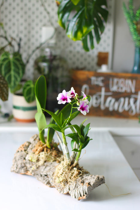 December 16th - Mounting an Orchid with The Urban Botanist