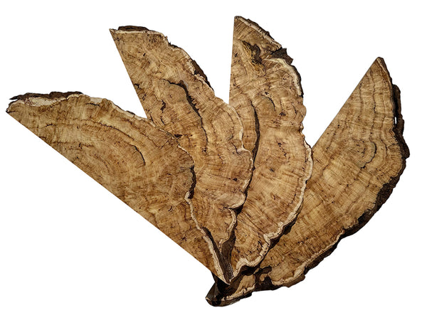 Yellow Cedar Burl Slices Pack 