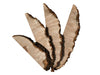 Big Leaf Maple Burl Slices Pack 700161