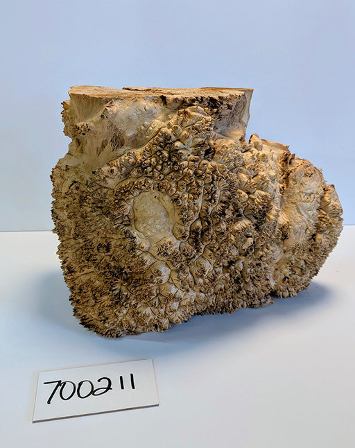 Maple Burl #700211