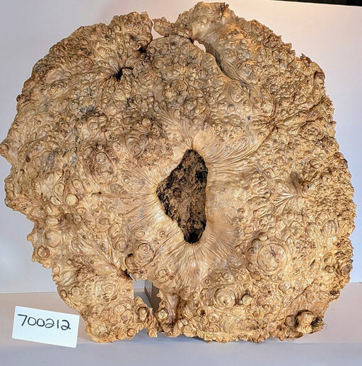 Maple Burl #700212