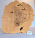 Maple Burl #700212