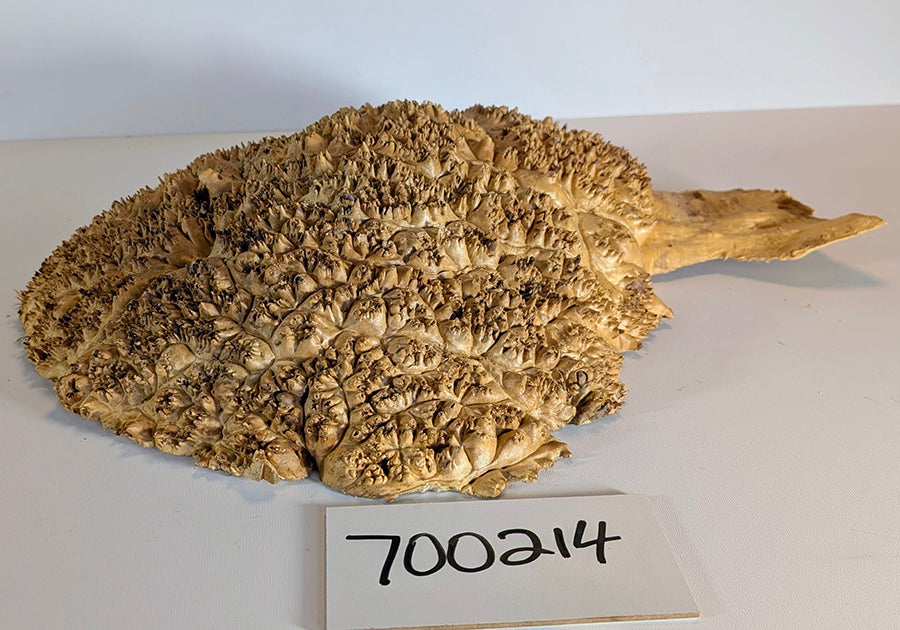 Maple Burl #700214