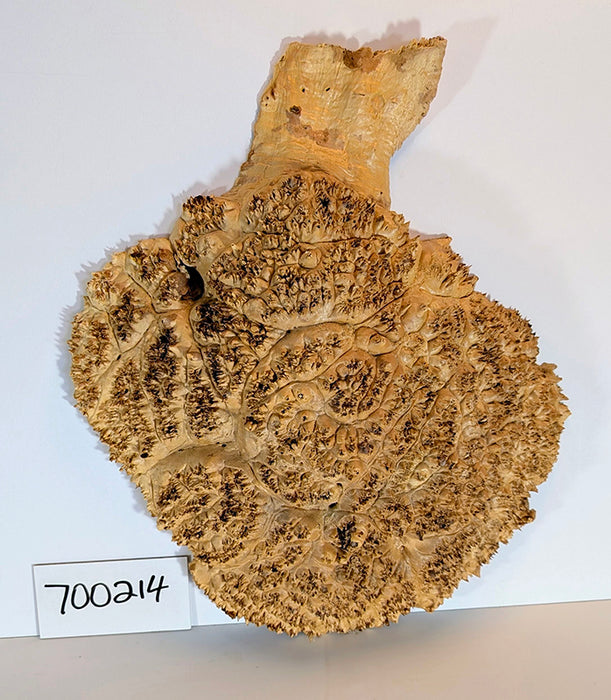 Maple Burl #700214