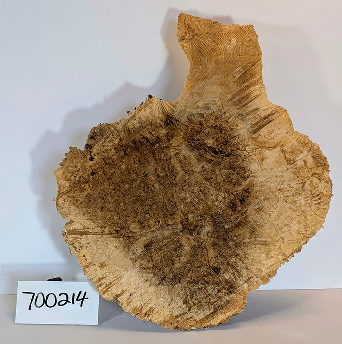 Maple Burl #700214