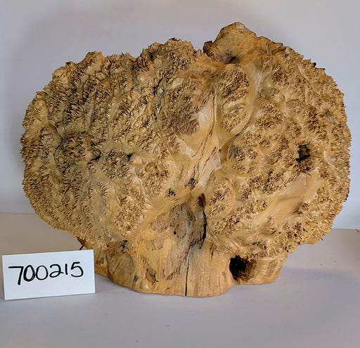 Maple Burl #700215