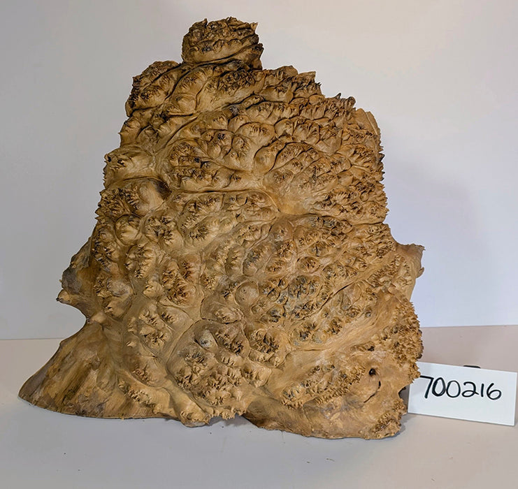 Maple Burl #700216