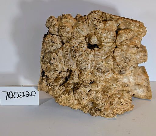 Maple Burl #700220