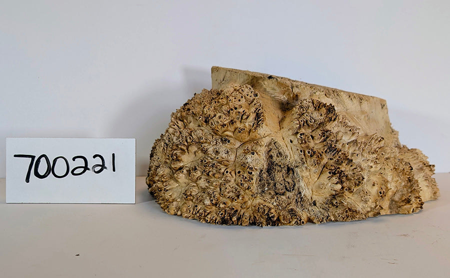 Maple Burl #700221
