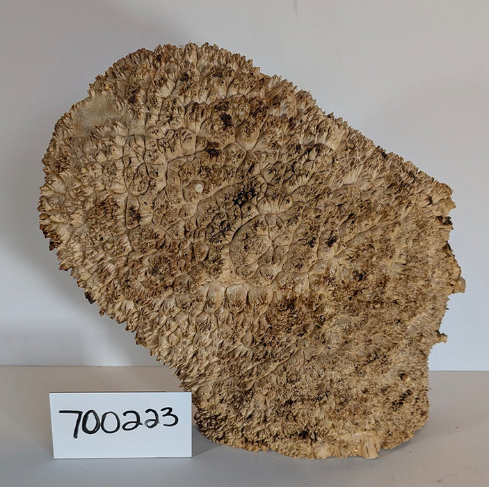 Maple Burl #700223