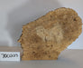 Maple Burl #700223
