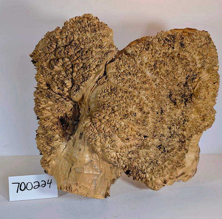 Maple Burl #700224