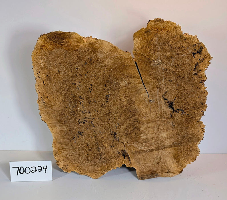 Maple Burl #700224