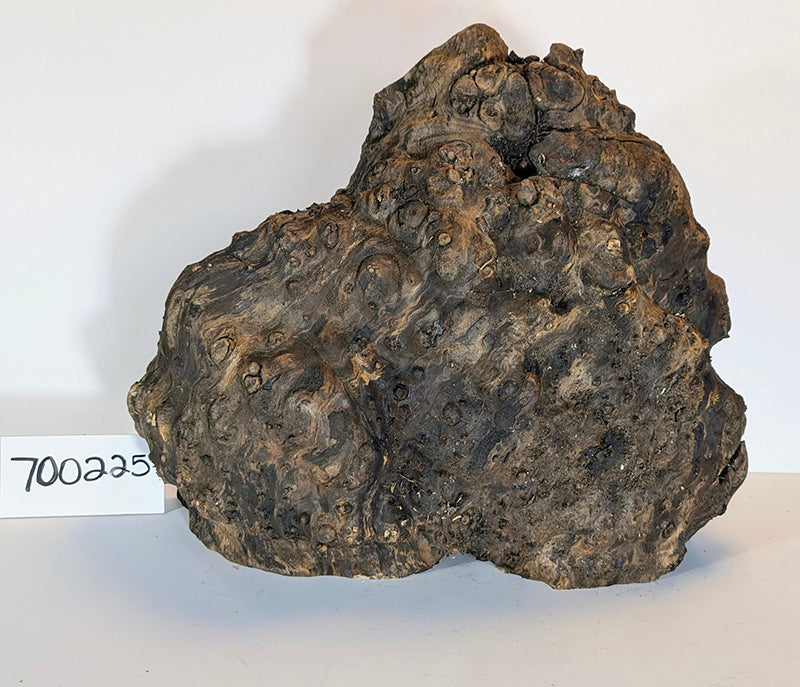 Maple Burl #700225