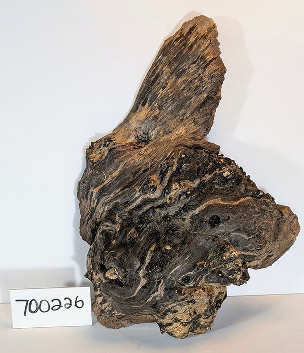 Maple Burl #700226