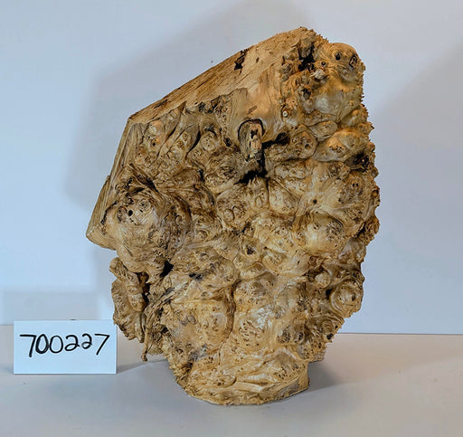 Maple Burl #700227