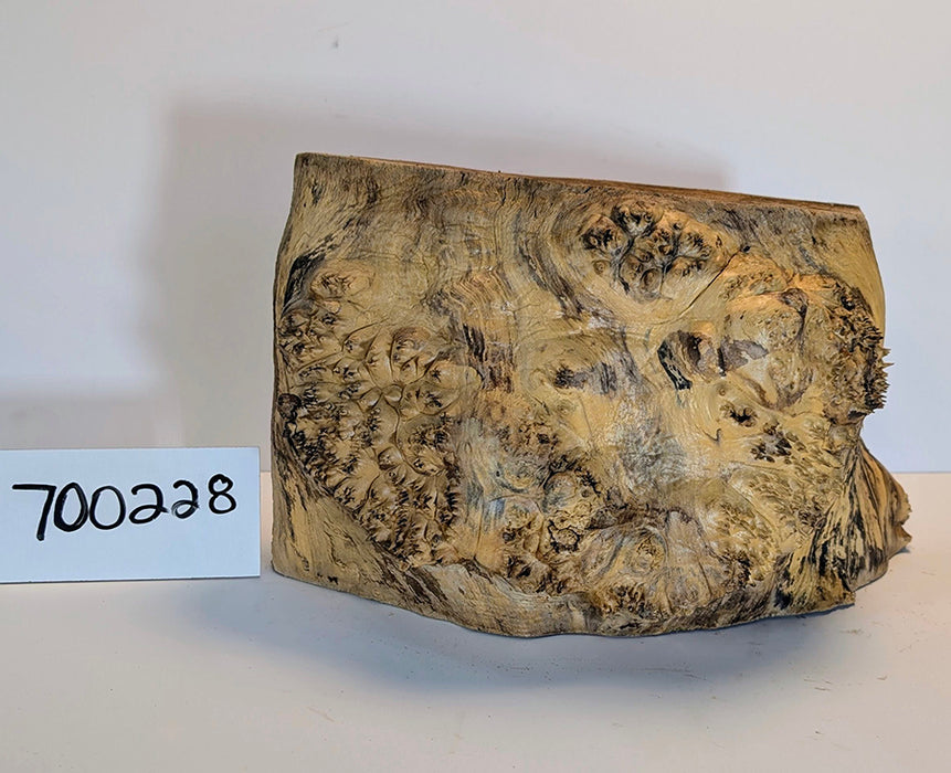 Maple Burl #700228