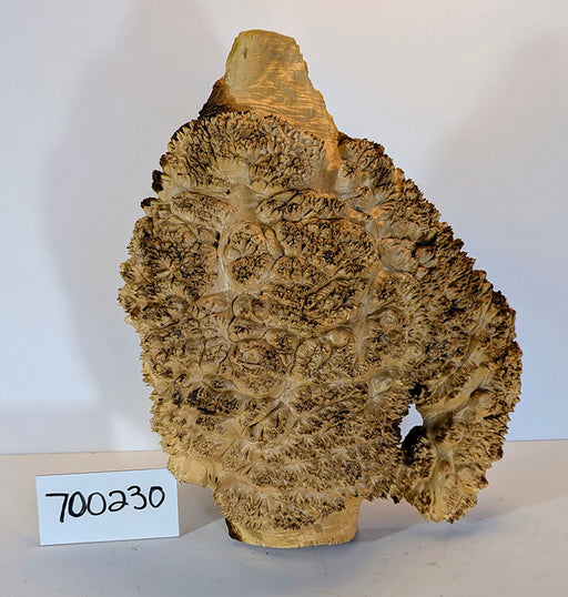 Maple Burl #700230