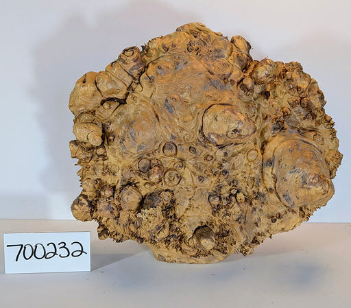 Maple Burl #700232