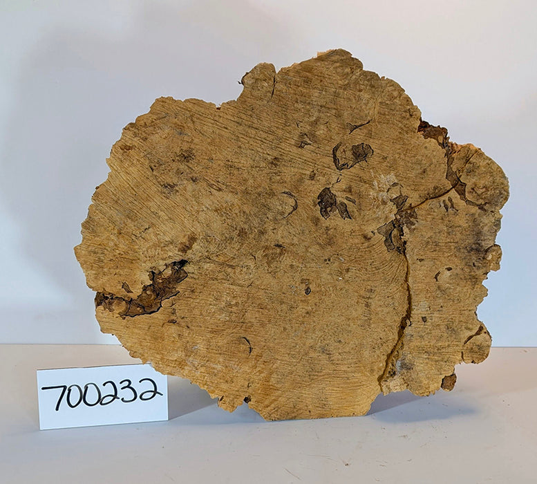 Maple Burl #700232