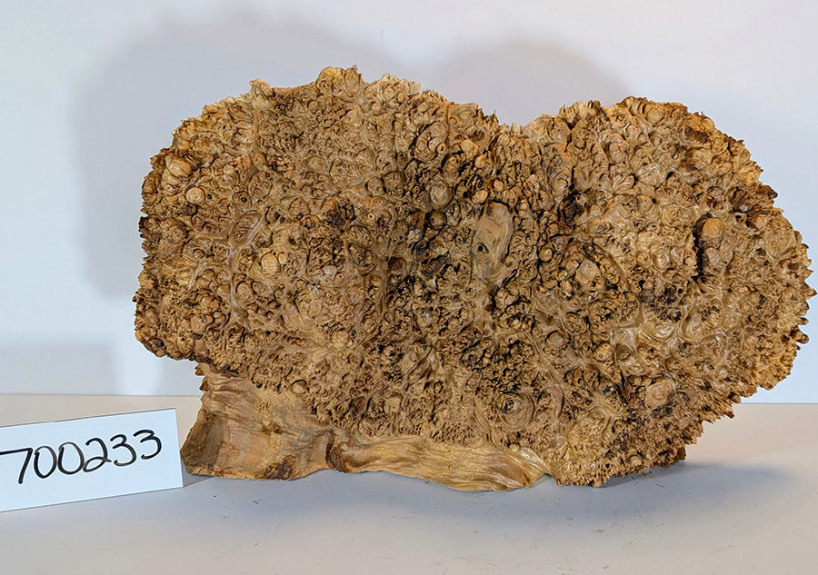 Maple Burl #700233