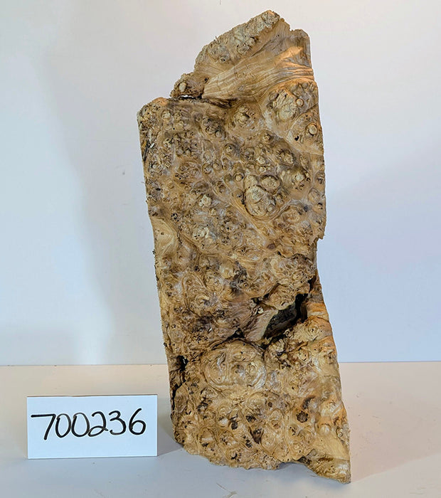 Maple Burl #700236