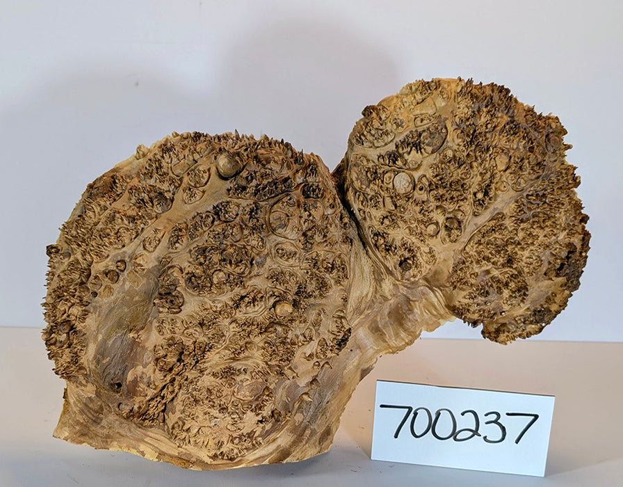 Maple Burl #700237