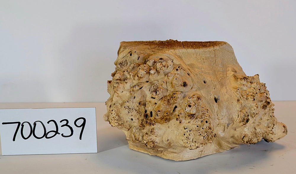 Maple Burl #700239