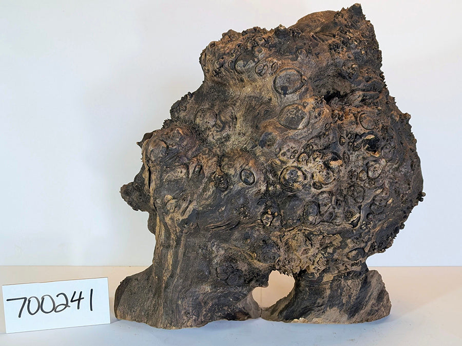 Maple Burl #700241