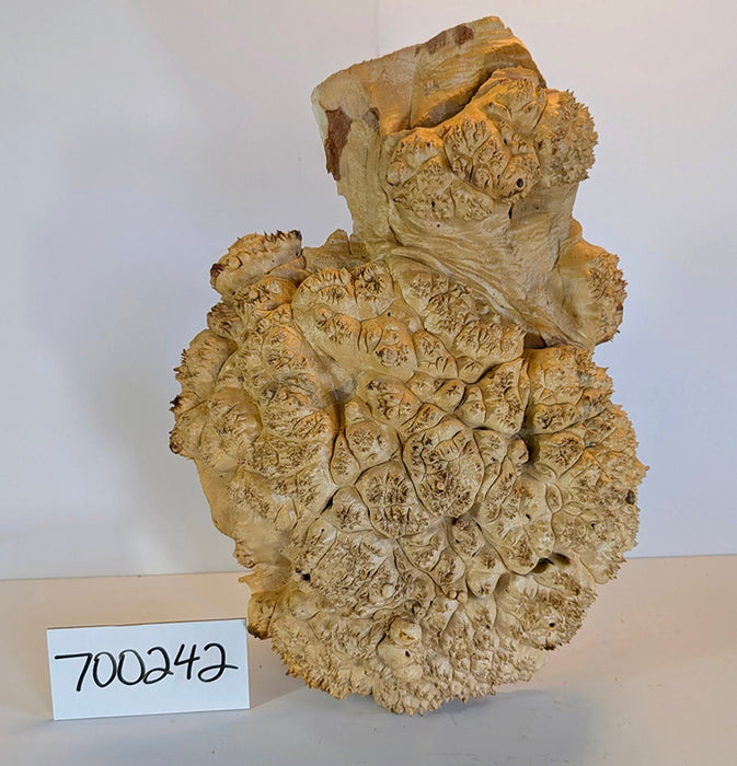 Maple Burl #700242