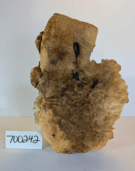 Maple Burl #700242