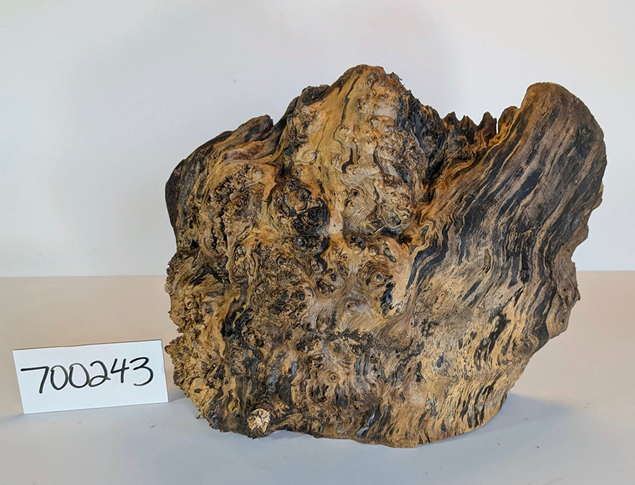 Maple Burl #700243