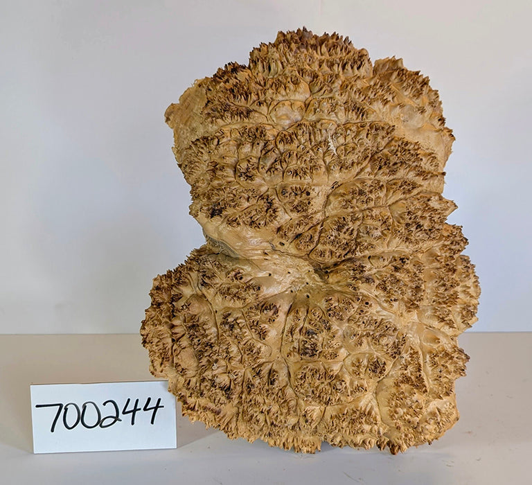 Maple Burl #700244