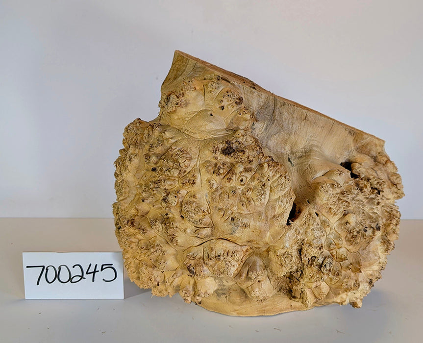 Maple Burl #700245