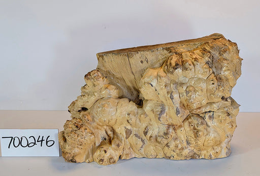 Maple Burl #700246