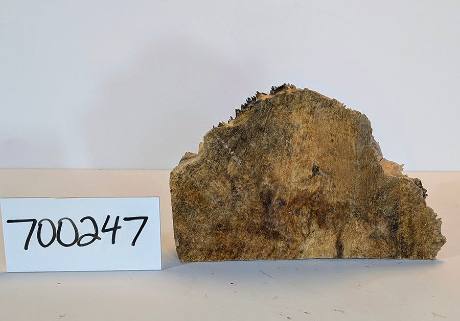 Maple Burl #700247
