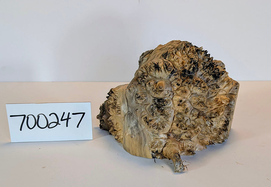 Maple Burl #700247