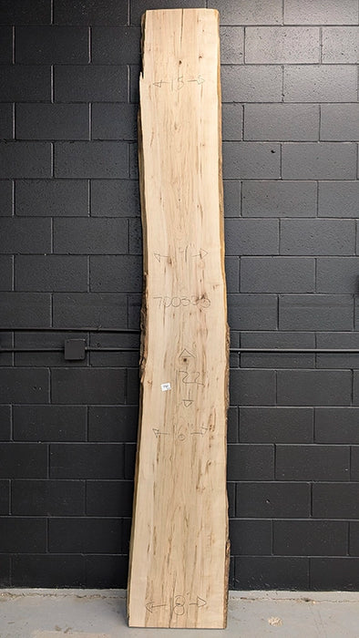 Maple #700305