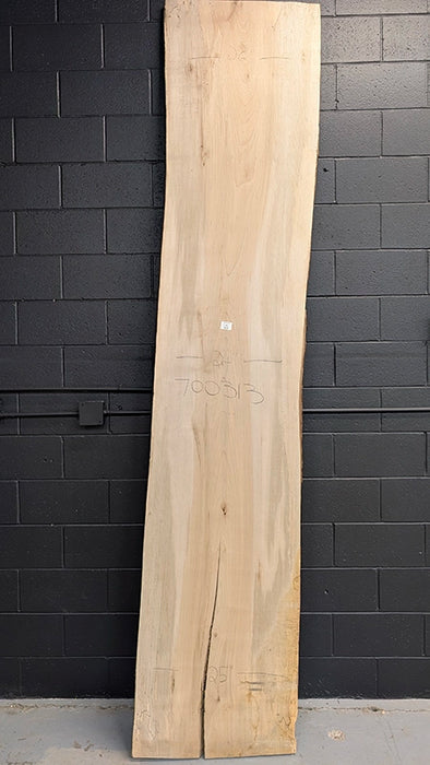 Maple #700313