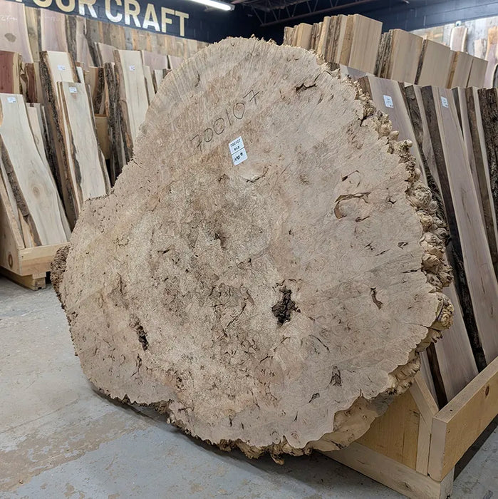 maple burl available for shipping
