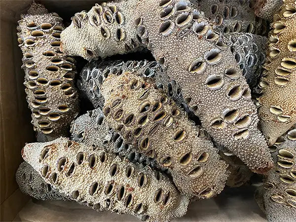 Banksia Nut