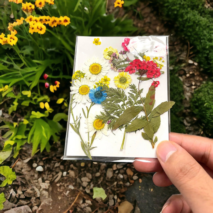 Pressed Flowers