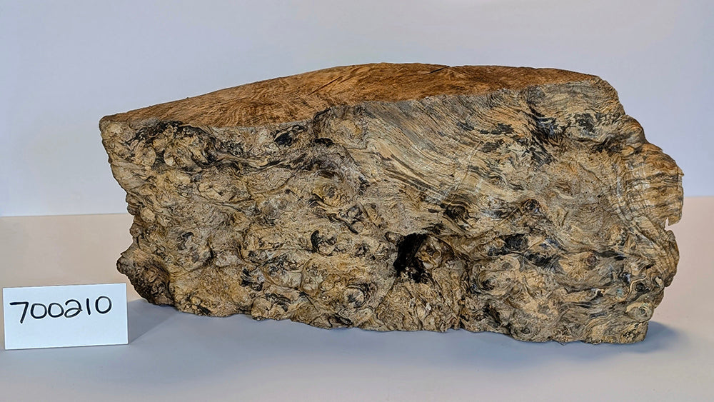 Maple Burl #700210