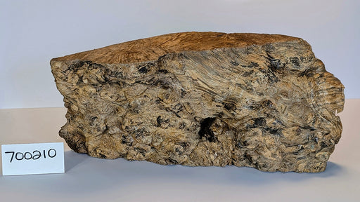 Maple Burl #700210