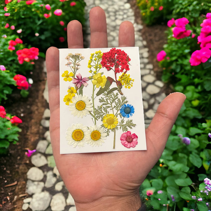 Pressed Flowers