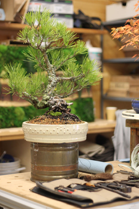 March 20th - Bonsai Trees for Beginners (12pm - 2pm)