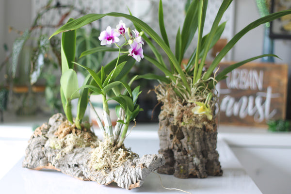 5-IMG_5919_grande.jpg?v=1697832305