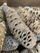 Banksia Nuts for woodworkers