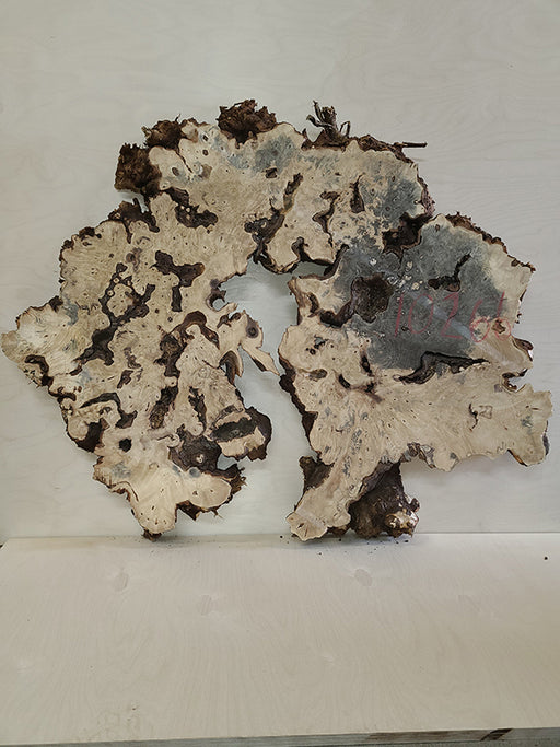 Buckeye Burl Slab