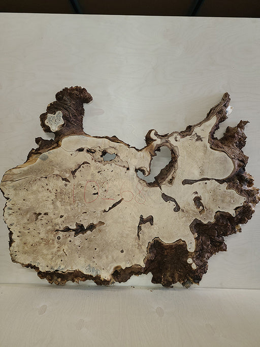 Buckeye Burl Slab